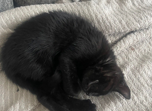 Kitten