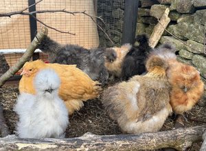 USA silkies