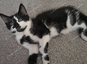 1 beautiful kitty