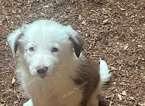 Border collie puppies