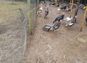Mixed turkey hatching eggs