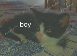 8 week old kittens