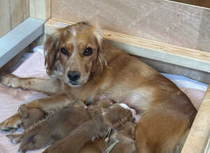 2 KC registered working Cocker Spaniel boys.