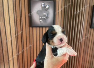 KC beautiful cavalier, King Charles spaniels