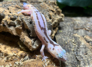 Whiteout Zulu Fat Tailed Gecko at Birmingham Reptiles
