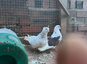 Iranian pigeons