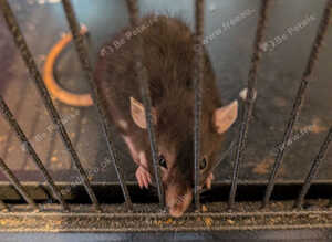 5 tame girls and large cage &pound;120