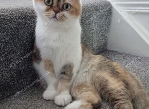 Scottish Fold