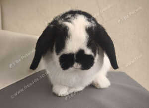 Neutered male Rabbit ready to bond
