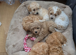 Cavapoochon puppies