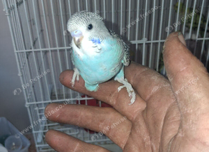 Young budgies