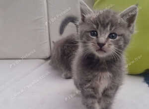 Mainecoon silver READY NOW