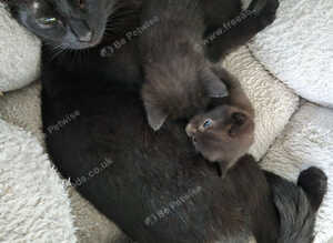 2 Black kittens