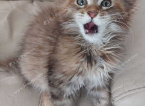 Mainecoon kittens for sale