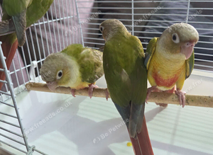 Pineapple conure