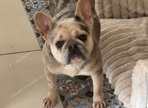 Blue merl French bulldog girl