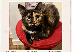 Missing cat