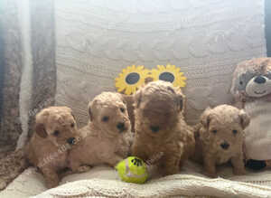 Licensed Teeny Tiny Maltipoo pups