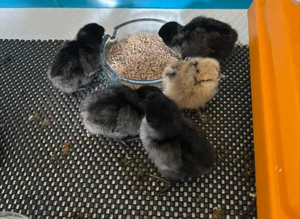 Ayam Cemani chicks day old
