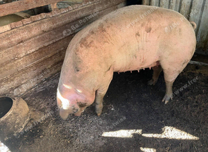 Welsh sow for sale.