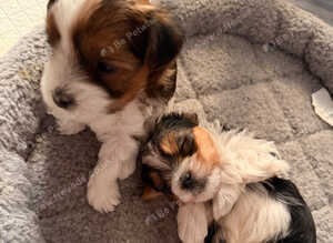 Yorkshire terrier biewer puppies