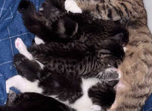 Beautiful Fluffy Kittens &ndash; Ready for Their Forever Homes from Friday 4th September!