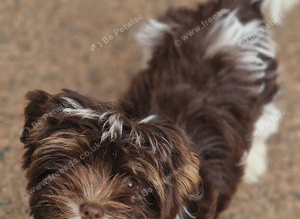 Biro yorkshire terrier