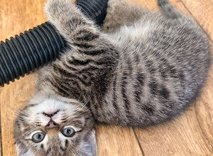 Kitten