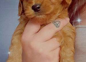 Cavapoo puppies