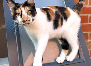 Lost Cat