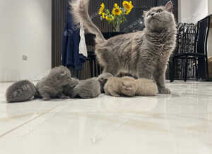 Persian Kittens