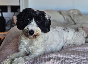 Black and white partie cockapoo for stud