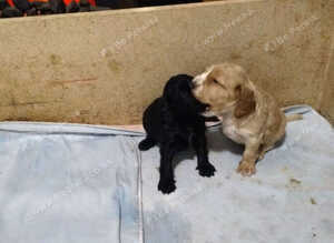 Cockapoo Puppies For Sale!!