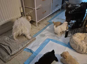 MALTAPOO