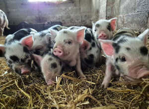 Kune kune piglets