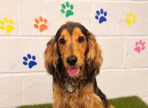 KC REGISTER ENGLISH COCKER SPANIEL