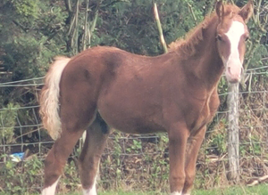 WELSH SECTION D CHESTNUT COLT FOAL