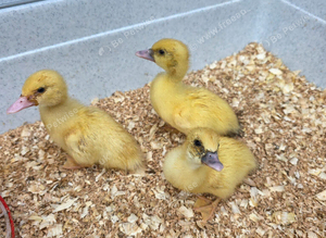 Muscovy ducklings