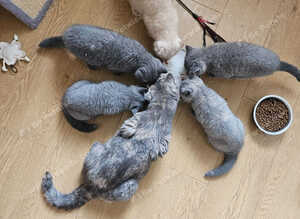 Available now. Champion lines British Shorthair kittens