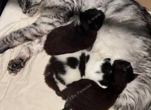 BEAUTIFUL KITTENS