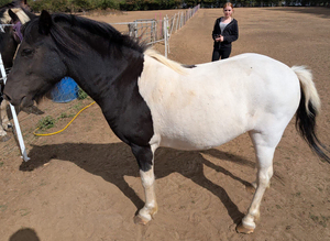 TINY&hellip;.11.2 MINIATURE TROTTING PONY