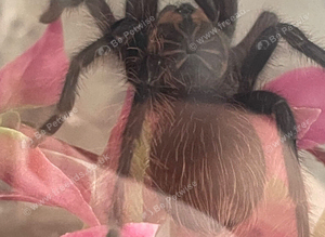 Purple bloom tarantula