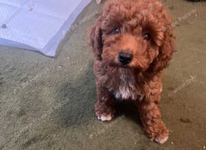 toy poodle