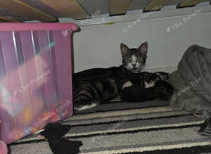 9 kittens