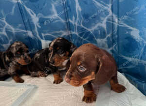 Beautiful Miniature Dachshund Puppies