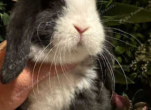 Pure bred mini lops ready to go
