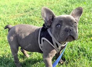 Blue French Bulldog puppies 12 weeks old