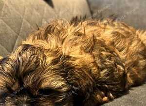 Shih Tzu Puppies Ready Now