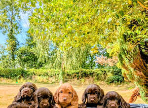 Quality first litter of working sprocker puppies