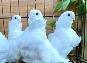 RARE WHITE CHINESE OWL PIGEONS
